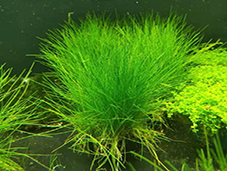 牛毛毡水草培育技术详解