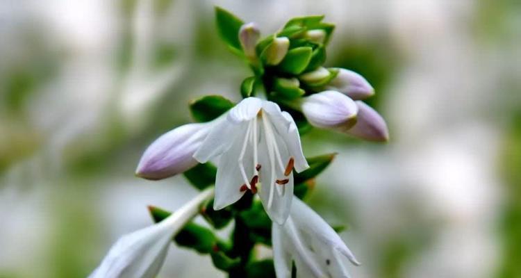 玉簪花的花语（探秘玉簪花背后的意义）