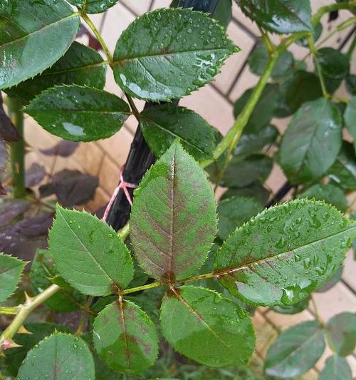 芙蓉花锈斑病治疗方法剖析（护花宝典，教你轻松防治芙蓉花锈斑病）