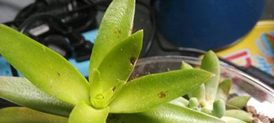 芙蓉花锈斑病治疗方法剖析（护花宝典，教你轻松防治芙蓉花锈斑病）