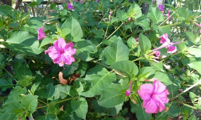 如何让三年的紫茉莉种子重新发芽？（重振紫茉莉家族的方法和步骤）