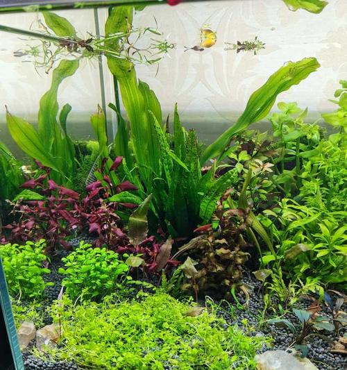 了解水草种类与名称——打造清新水族箱（认识8种常见水草及其适宜环境，从而打造一个美丽健康的水族箱）