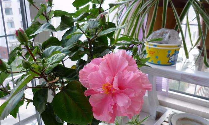 寻觅冬天的花（探索冬天中不可错过的五种花）