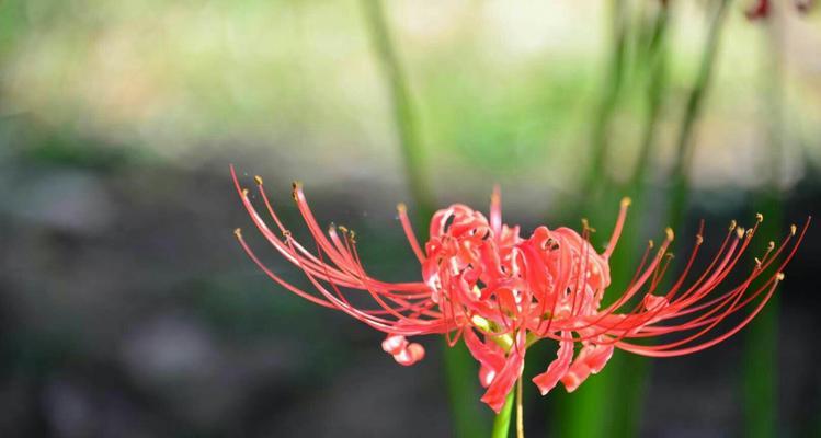彼岸花的落叶时节（秋天来临，彼岸花绽放已近尾声）