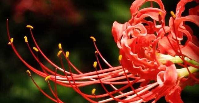 彼岸花的落叶时节（秋天来临，彼岸花绽放已近尾声）