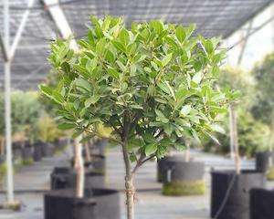 如何养护香叶树盆栽？（从基础到进阶，学会让你的香叶树长得茂盛健康）