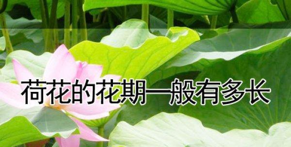 荷花的寿命（从萌芽到凋零，荷花寿命的全过程）