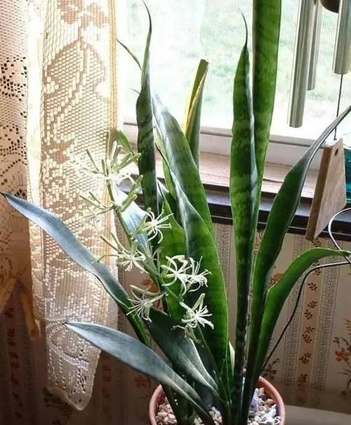 虎头兰怎么养才会开花？（学习虎头兰的养护技巧，让它为你开出艳丽的花朵）