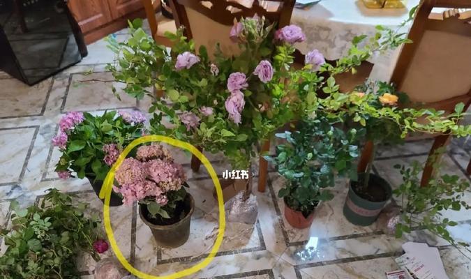 如何养护好你的绣球花（掌握正确浇水方法让绣球花更美丽）