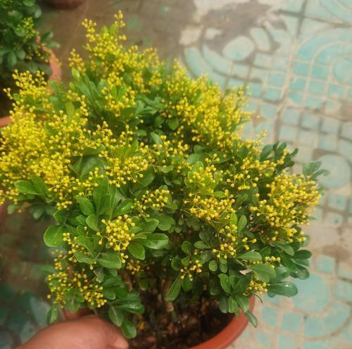 四季花卉的产地分布（揭秘四季花卉的优质产区及地理特征）
