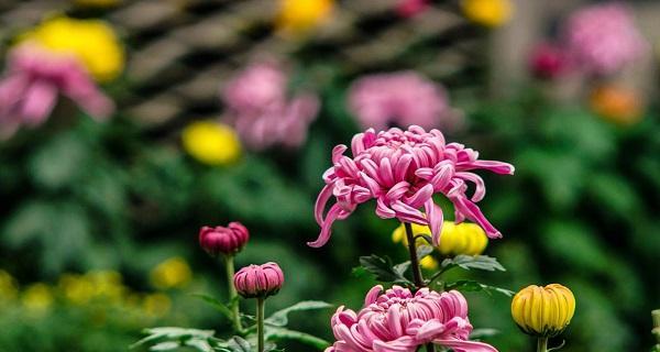 品尝多彩菊花世界（探索各类品种与花语）