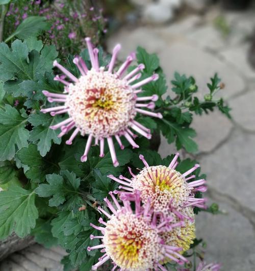 品尝多彩菊花世界（探索各类品种与花语）