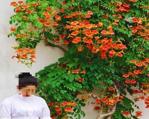 凌霄花开花时间及特点（探究凌霄花的开花季节及其美丽之处）