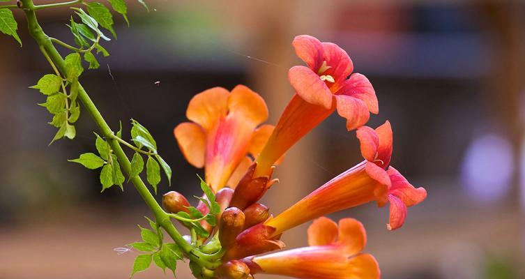 凌霄花开花时间及特点（探究凌霄花的开花季节及其美丽之处）