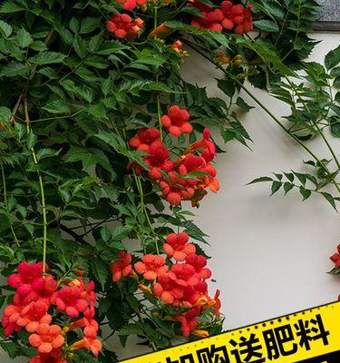 凌霄花开花时间及特点（探究凌霄花的开花季节及其美丽之处）
