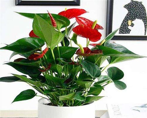 一年四季开花的花卉大全（品味春夏秋冬，四季花开花香不断）