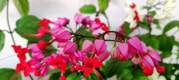 红花龙吐珠花怎么养？（室内养护技巧分享）