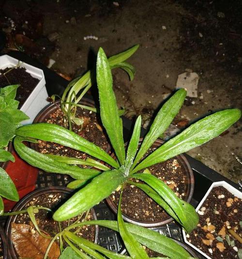 车矢菊养护全攻略（打造健康繁盛的车矢菊花园）