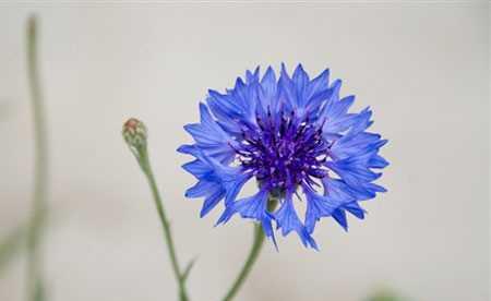 车矢菊养护全攻略（打造健康繁盛的车矢菊花园）