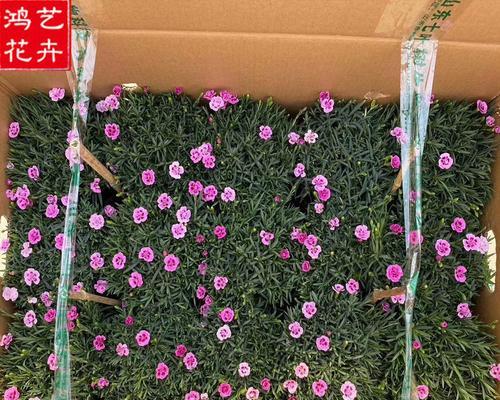 野生石竹的养殖方法（培育健康美丽的石竹花）