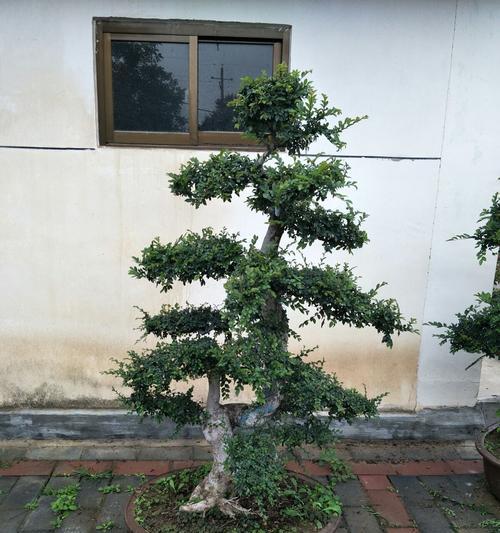 榔榆盆景，简单易养（这个秋天，让榔榆盆景为你点缀生活）
