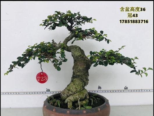 榔榆盆景，简单易养（这个秋天，让榔榆盆景为你点缀生活）