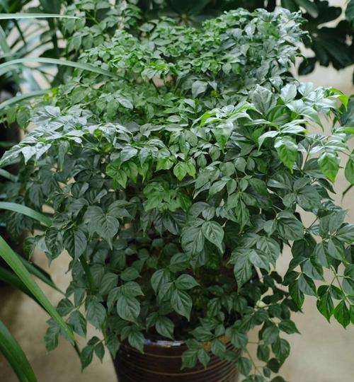 菜豆树的养殖方法（从选种到施肥，打造高产优质菜豆树）