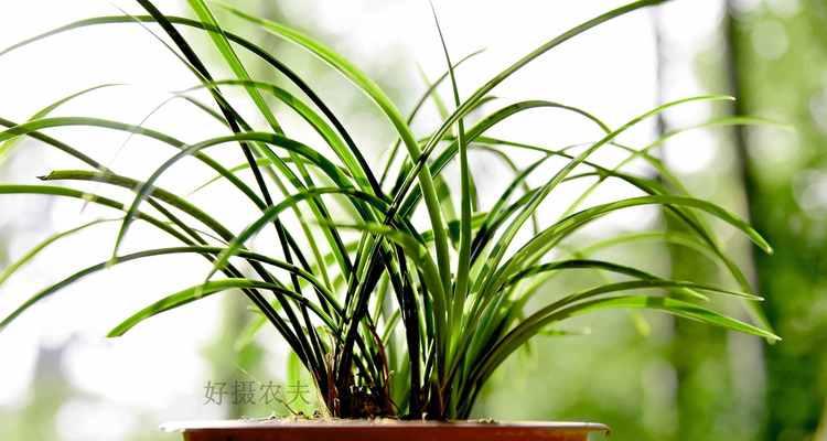 兰花春天——翻盆与养护（让你的兰花重获生机）