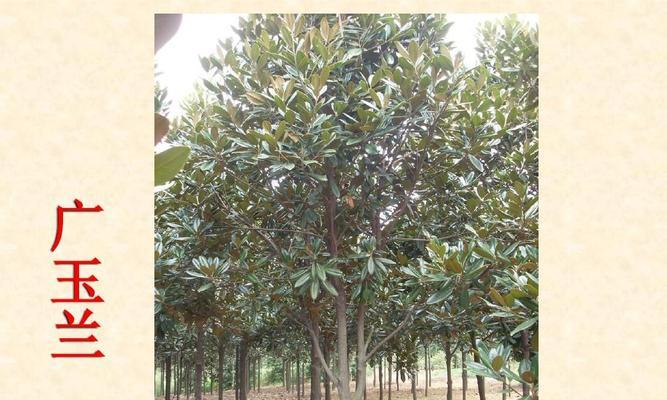 十大功劳——常绿还是落叶？（探讨植物的生态属性）