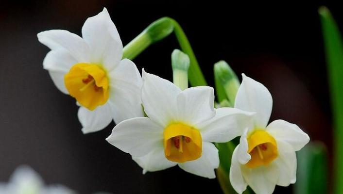 水仙花的意义（探寻水仙花的花语）