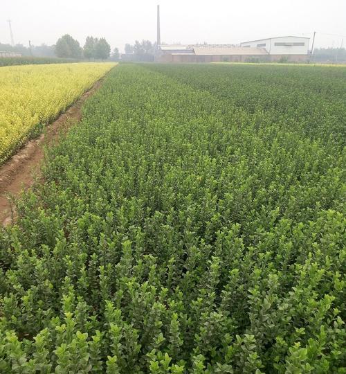 如何种植卫矛种子？（从准备土壤到繁殖，完整步骤让你轻松上手）