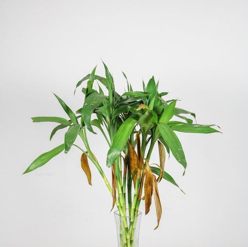 如何水养富贵竹（成为植物爱好者的必修课程）