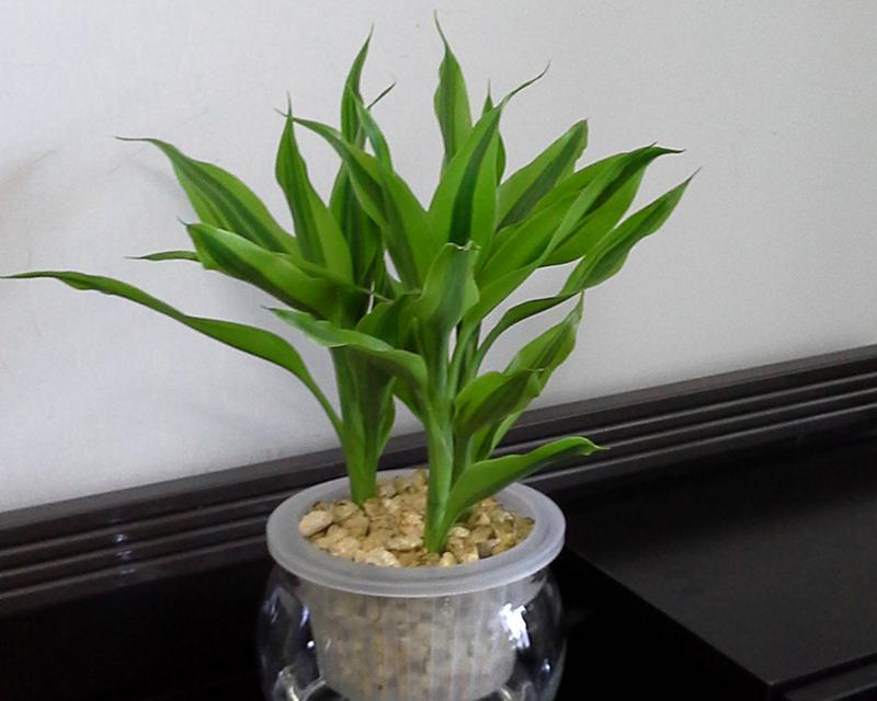 如何水养富贵竹（成为植物爱好者的必修课程）