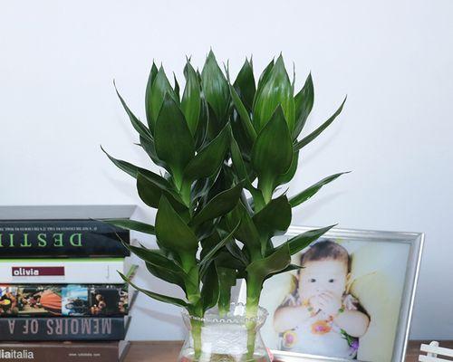 如何水养富贵竹（成为植物爱好者的必修课程）