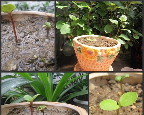 了解凤仙花的种植条件（打造理想的凤仙花花园，让色彩绽放春夏）