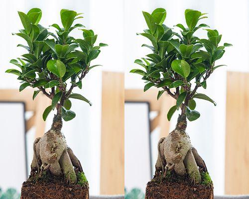 小榕树盆景养护指南（打造养眼养心的植物景观，从小榕树开始）