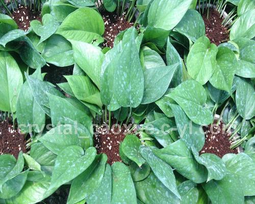 绿萝大棚种植全攻略（掌握方法，丰收更易）