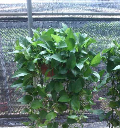 绿萝大棚种植全攻略（掌握方法，丰收更易）
