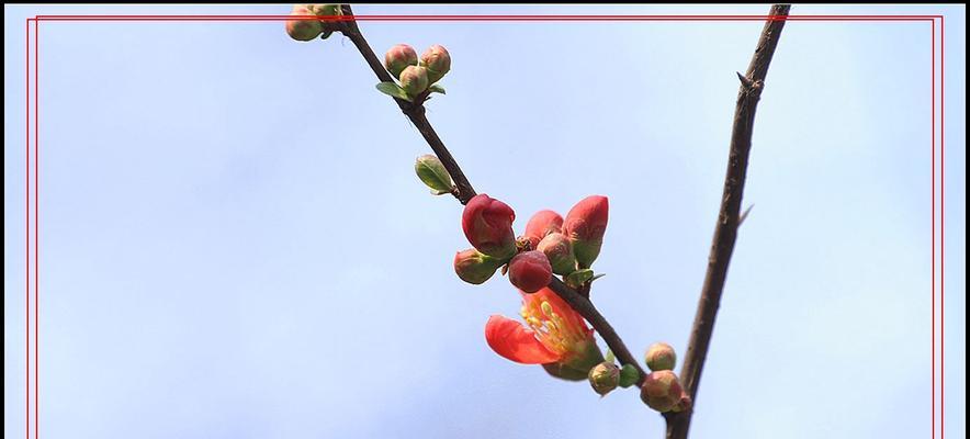 春天花开，美丽如画（探寻春天里的绚烂花海）