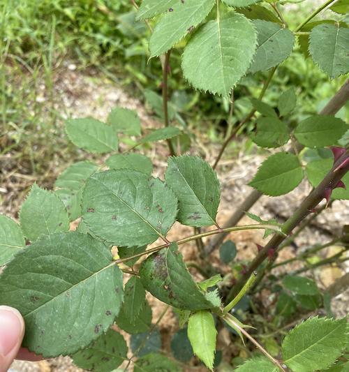 月季花叶子发黄，如何补救？（月季花叶子发黄的原因及八种补救方法）