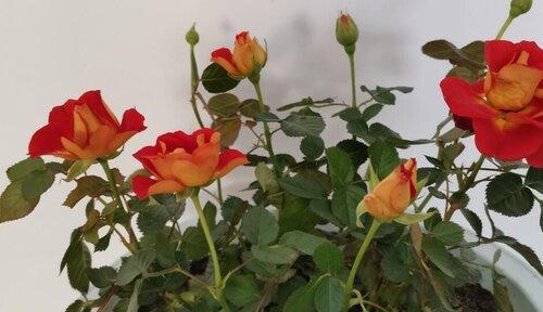 月季花叶子发黄，如何补救？（月季花叶子发黄的原因及八种补救方法）