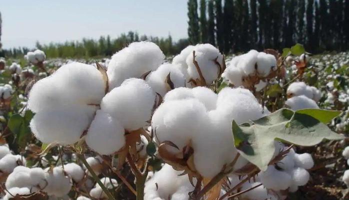 种植优质棉花的必要条件（掌握这些条件，让棉花高产、优质、抗病）