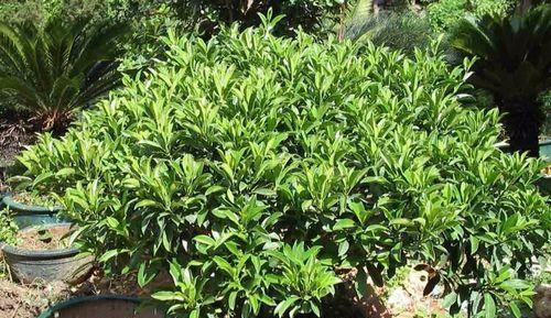 非洲茉莉养殖方法与注意事项（打造独特花园，非洲茉莉带你开启异域风情）