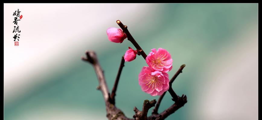 梅花——坚韧不拔的精神象征（探究梅花在中国文化中的象征意义）