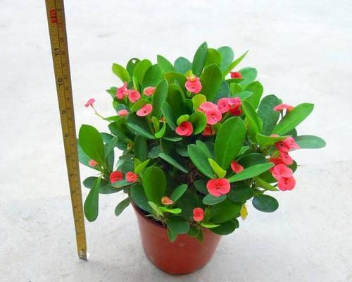 铁海棠盆栽的养殖方法（打造繁花似锦的家居美景）