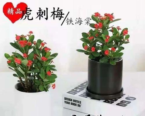 铁海棠盆栽的养殖方法（打造繁花似锦的家居美景）