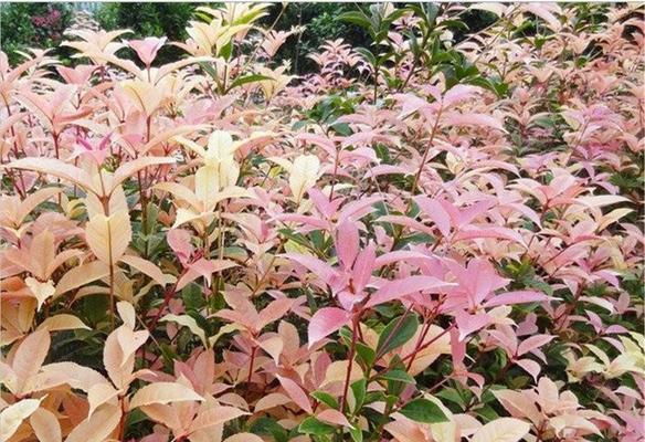 桂花色彩缤纷，多姿多彩（品味桂花世界，感受自然美好）