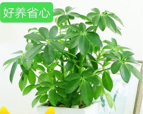 八方来财树怎么养——打造财富聚宝盆（一步步教你养好八方来财树，让好运不断降临）