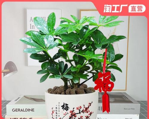 八方来财树怎么养——打造财富聚宝盆（一步步教你养好八方来财树，让好运不断降临）
