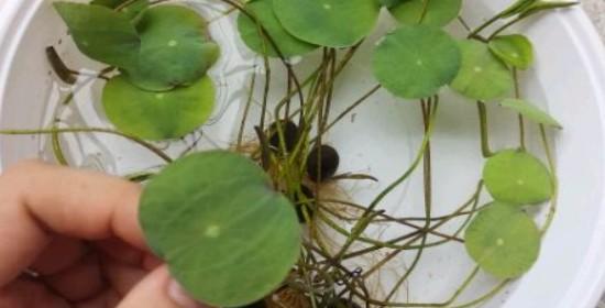 如何种植碗莲（简单易行的种植技巧让你轻松拥有优美的水生植物）
